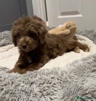 Cockapoo dogs 🩷READY TO LEAVE - Beautiful F1 Cockapoo pups - Advert 6