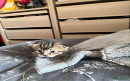 British Shorthair cats for sale: Unusual litter of British Shorthairs - Image 4
