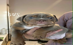 Olde English Bulldogge dogs for sale: 07496730941 : lilac tri Olde English Bulldogges - Image 15