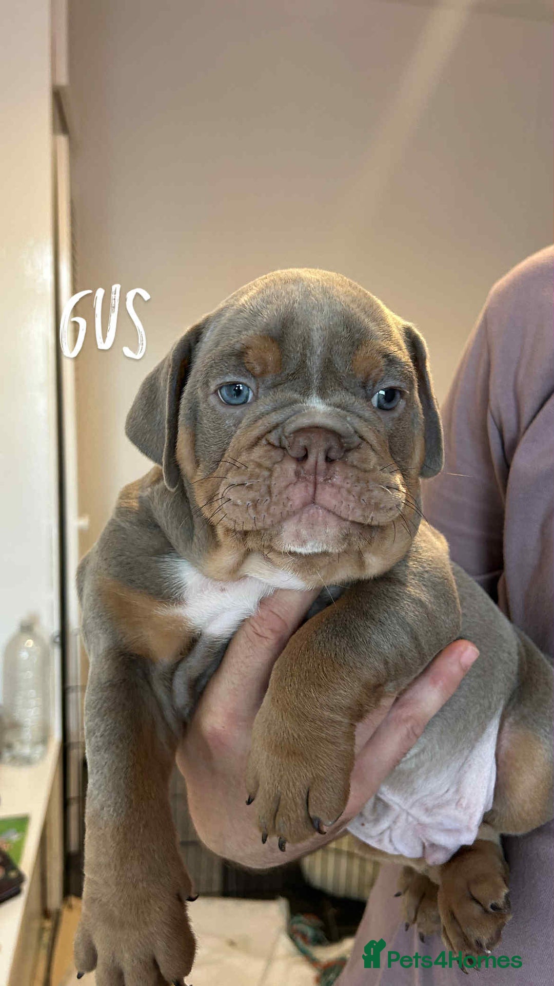 Olde English Bulldogge dogs for sale: 07496730941 : lilac tri Olde English Bulldogges - Image 15