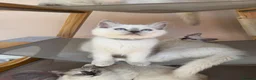 Ragdoll cats for sale: 💜🧡💙GCCF REG RAGDOLL babies see full description - Advert 22
