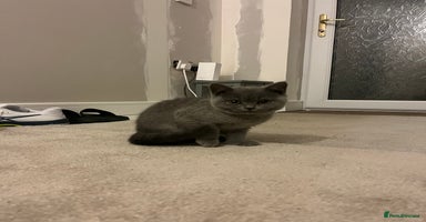 British Shorthair cats REDUCED!! Pure Breed British Shorthair Kittens - Advert 9