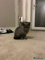 British Shorthair cats REDUCED!! Pure Breed British Shorthair Kittens - Advert 9