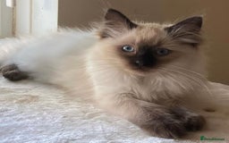 Ragdoll cats for sale: 🐾GCCF pedigree boy - Image 1