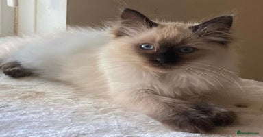 Ragdoll cats - Advert 3