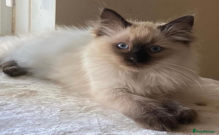 Ragdoll cats - Advert 7
