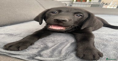 Labrador Retriever dogs - Advert 12