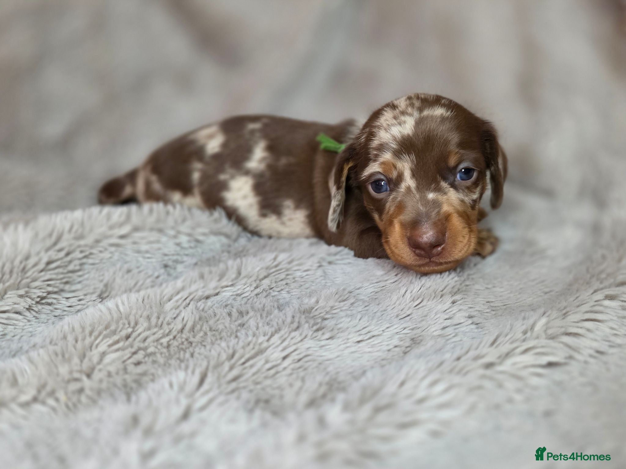 Miniature Dachshund dogs 🐾Stunning KC Reg Miniature Dachshund Puppie🐾 - Advert 6