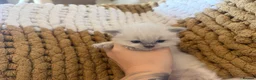Ragdoll cats for sale: Blue and seal point ragdolls ❤️ - Advert 11