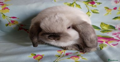 Mini Lop rabbits - Advert 7