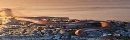 Corn Snake reptiles for sale: Breeding pair corn snakes & enclosure/incubator  in Saltcoats - Advert 6