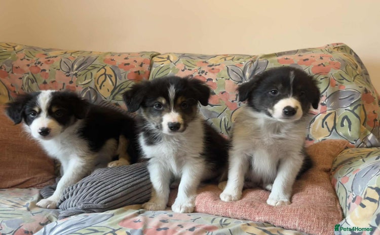 Border Collie dogs - Advert 5