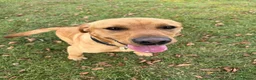 Labrador Retriever dogs for sale: Labrador, fantastic male for sale  in Market Rasen - Advert 4