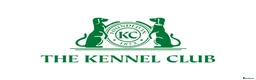 Pug dogs for sale: Kc chocolate and tan pug puppies  - Advert 12