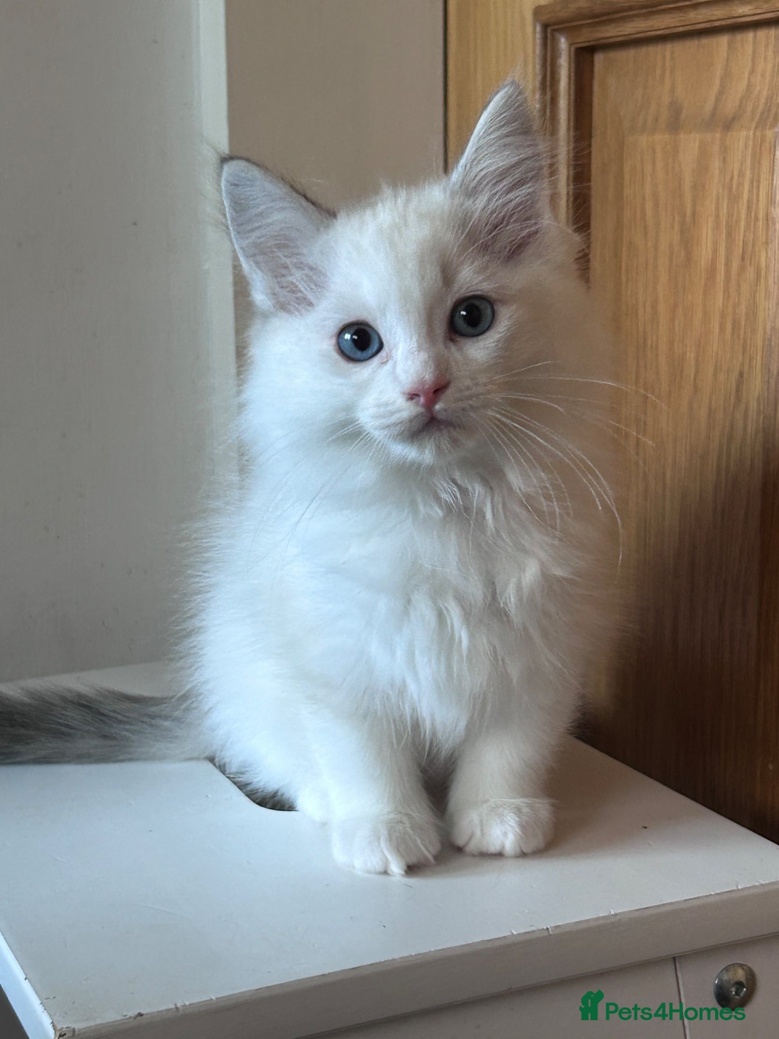 Ragdoll cats 😻 READY NOW 2 HANDSOME MALE RAGDOLL KITTENS 😻 - Advert 15