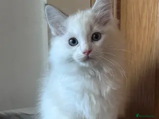 Ragdoll cats 😻 READY NOW 2 HANDSOME MALE RAGDOLL KITTENS 😻 - Advert 15