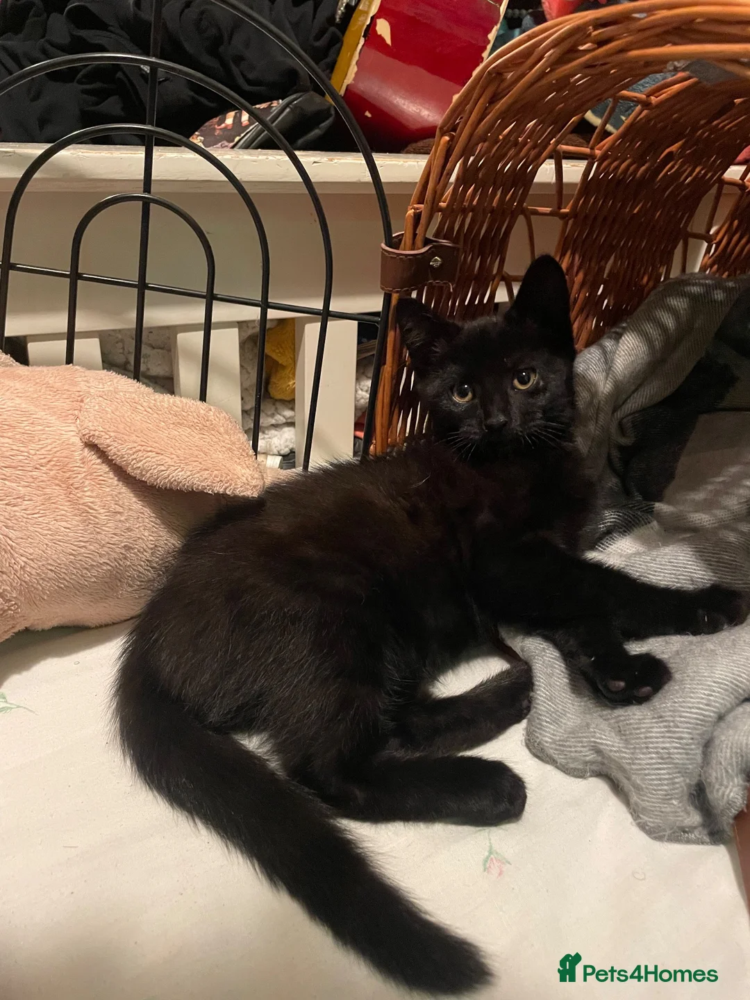 Mixed Breed cats for sale: very vocal female kitten in London - Advert 2