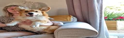 Welsh Corgi Pembroke dogs for stud: KC Registered Pembroke Corgi for Stud bobtail - Advert 2