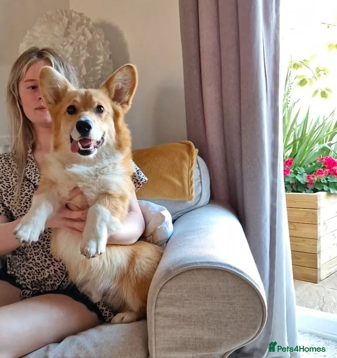 Welsh Corgi Pembroke dogs for stud: KC Registered Pembroke Corgi for Stud bobtail - Advert 2