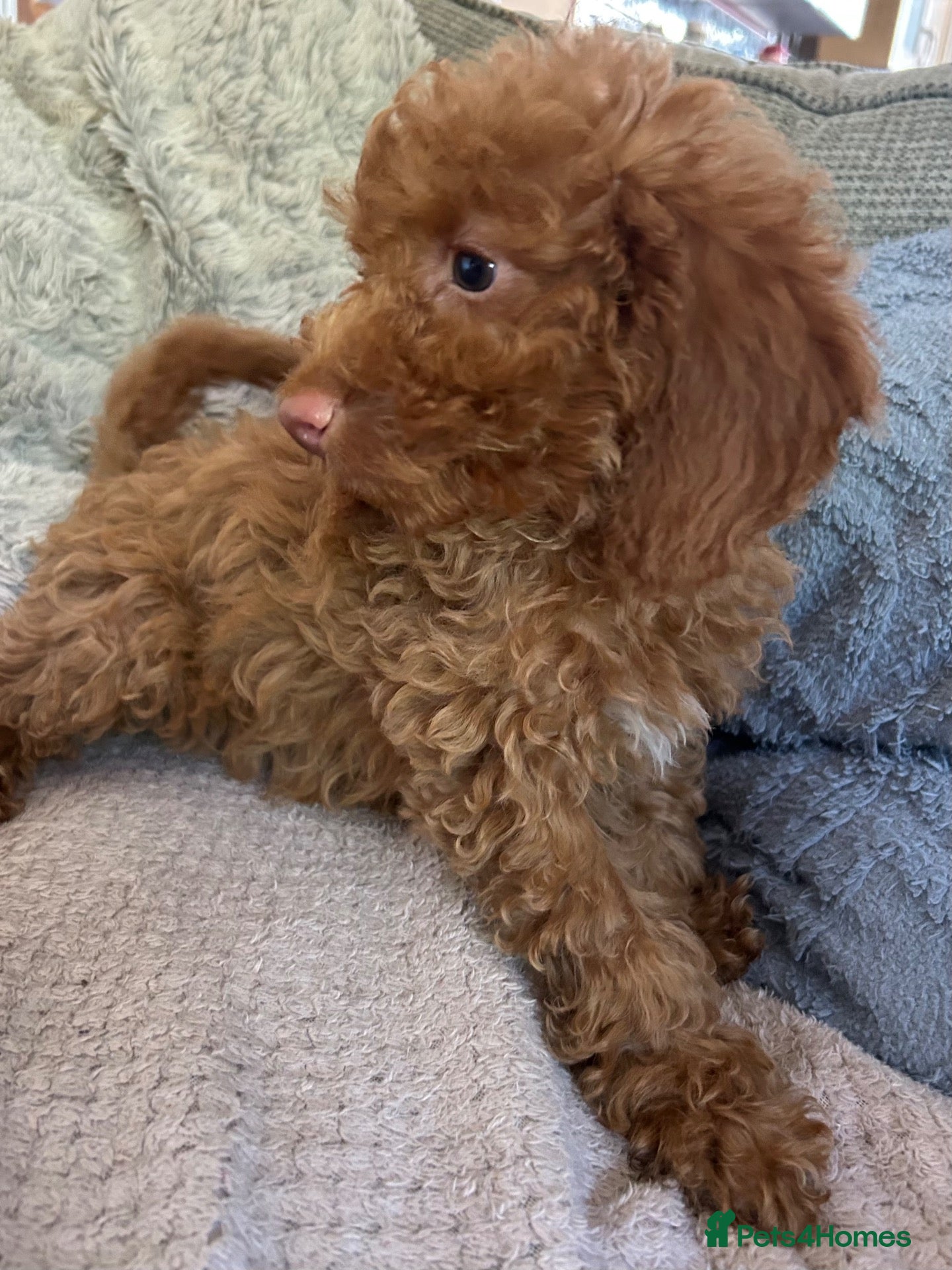 Cockapoo dogs cockapoo puppies forsale  - Advert 2