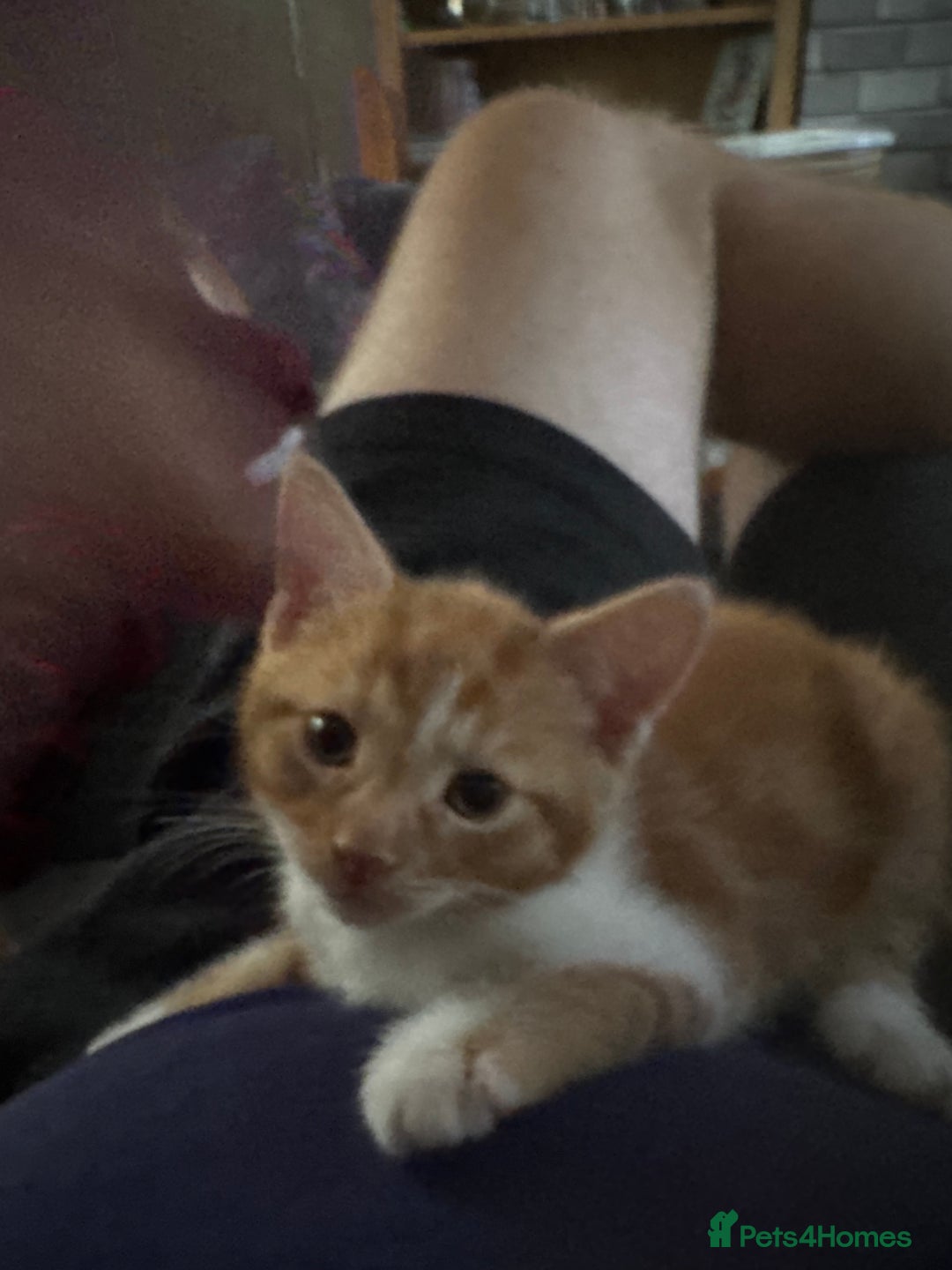 Mixed Breed cats for sale: 3 gorgeous ginger kittens READY NOW - Image 2