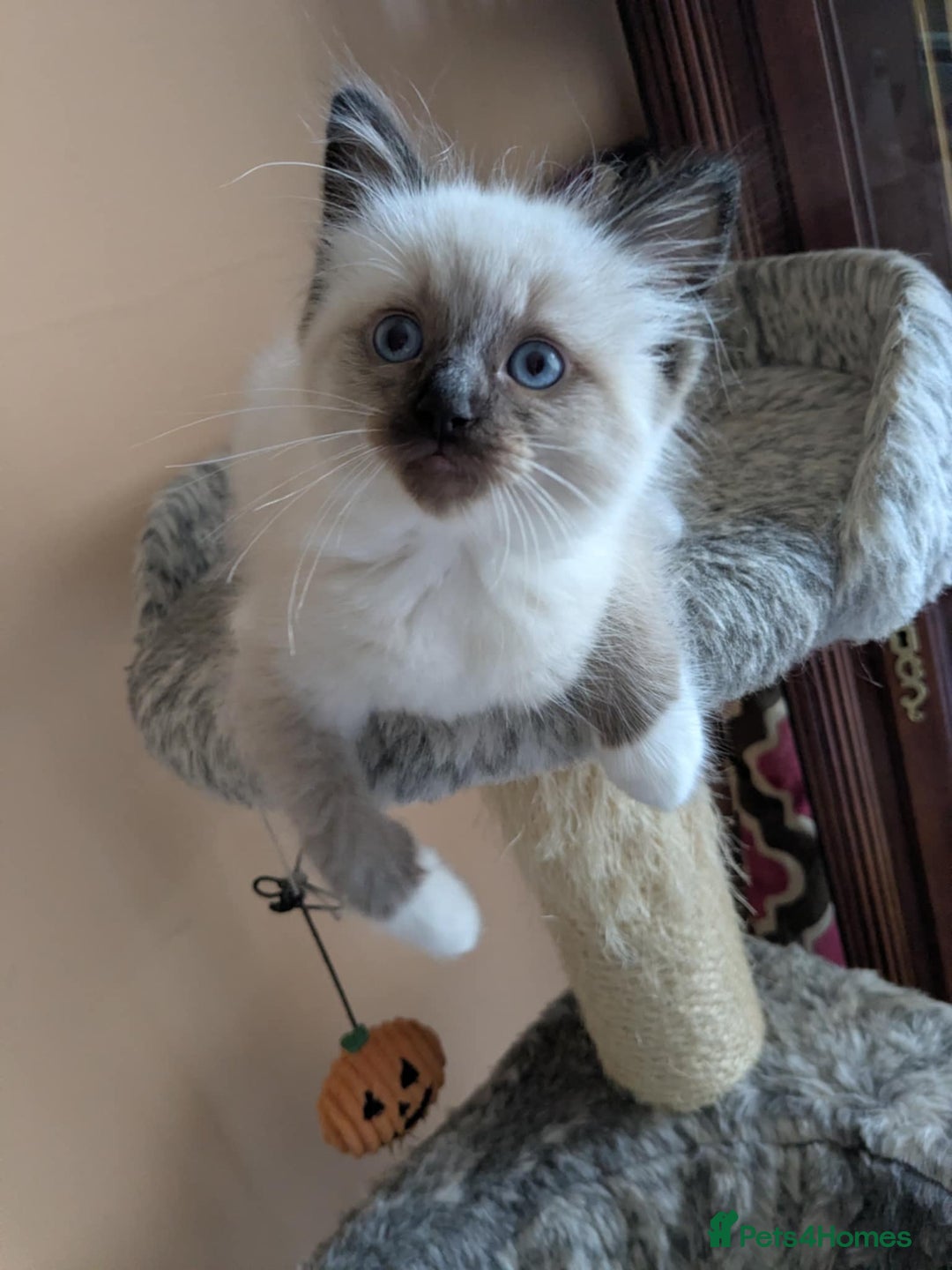 Ragdoll cats for sale: Surprisingly cute,smart Ragdoll. - Image 12