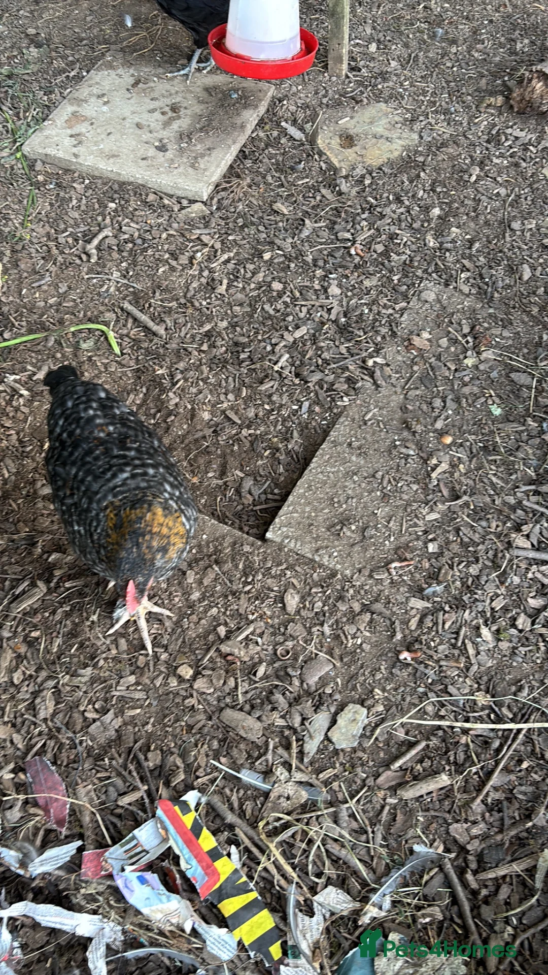 Chickens poultry for sale: Young mixed breed cockerels - Advert 3