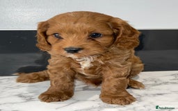 Cavapoo dogs for sale: Adorable Healthy Cavapoo Puppies  - Image 6