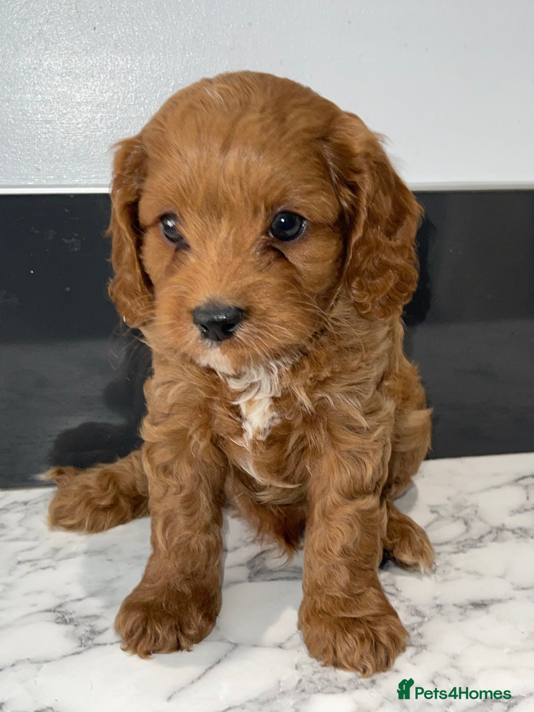 Cavapoo dogs for sale: Adorable Healthy Cavapoo Puppies  - Image 6
