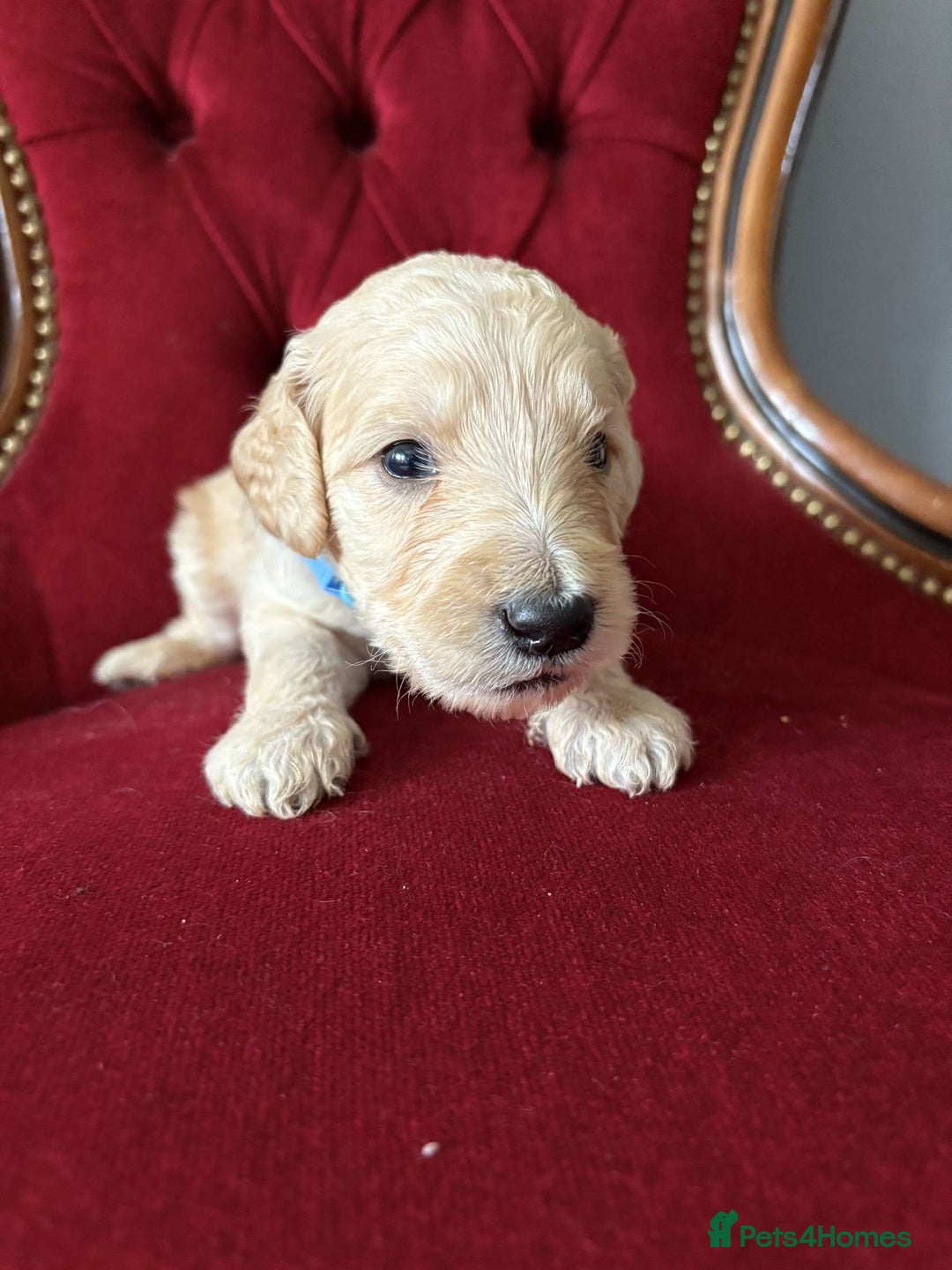 Goldendoodle dogs for sale: Golden Doodle litter  - Image 15