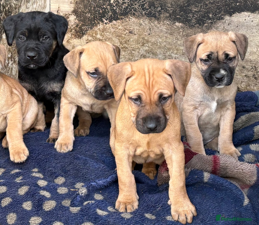 Rottweiler dogs for sale: Rottweiler × Black Mouth Cur  - Image 5