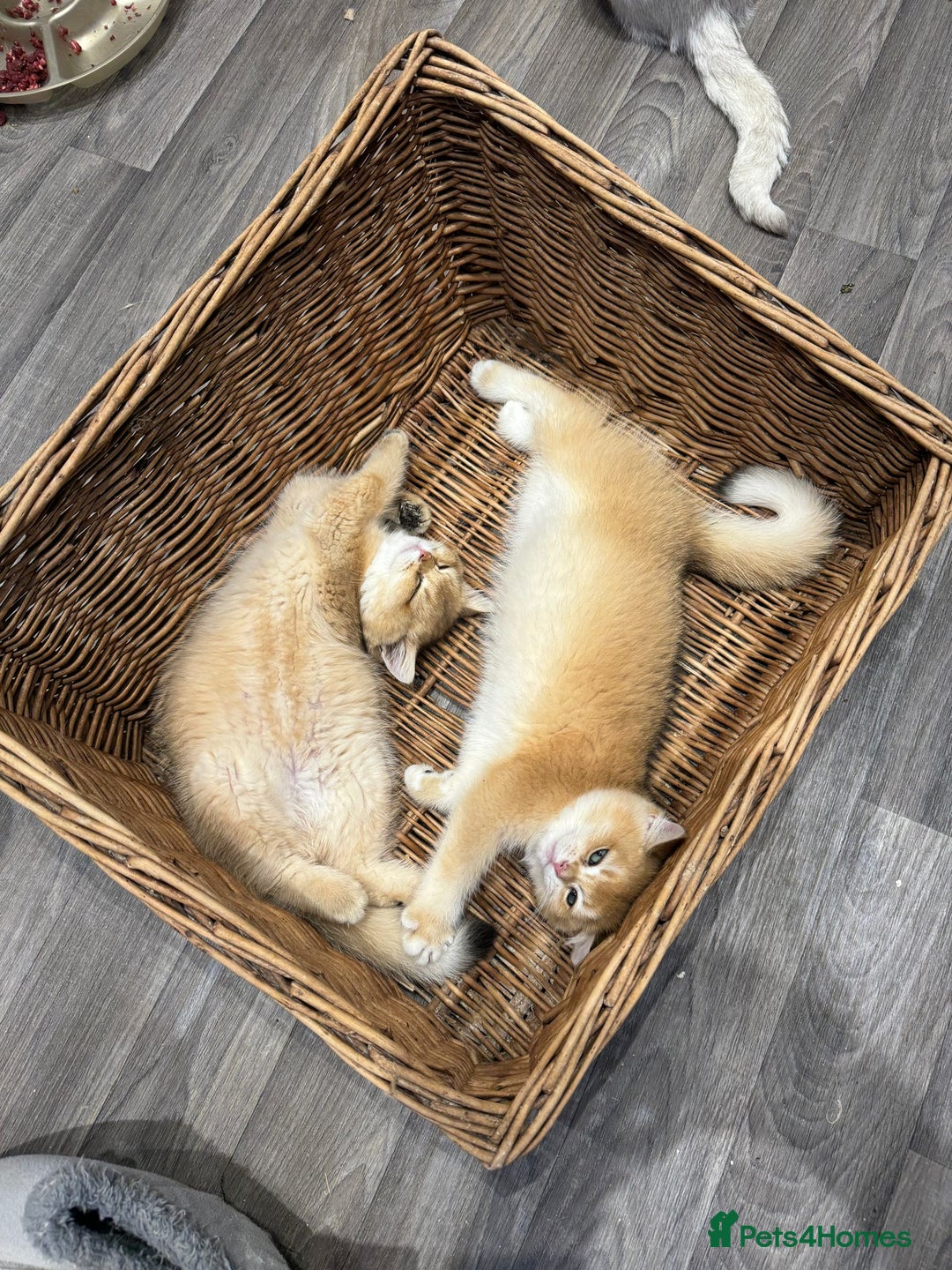 British Longhair cats for sale: Stunning boy - Image 4