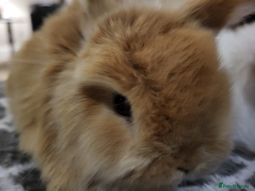 Mini Lop rabbits for sale: Gorgeous Mini Lop Bunnies ready in 2 weeks Reserve - Advert 5