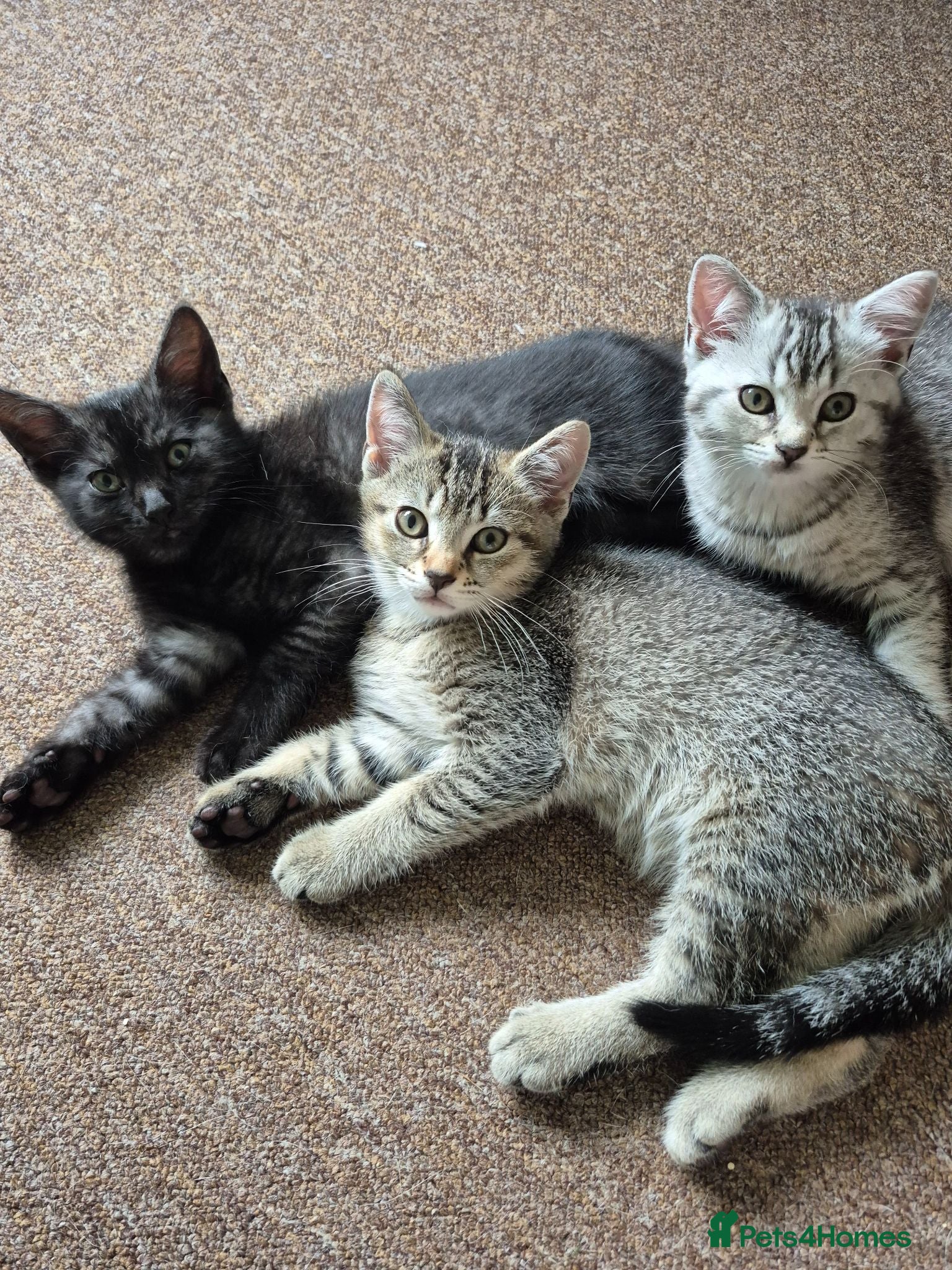 British Shorthair cats CUTE KITTENS - Advert 11