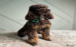 Miniature Poodle dogs for stud: KC TOY CHOCOLATE PHANTOM POODLE in Willenhall - Image 2