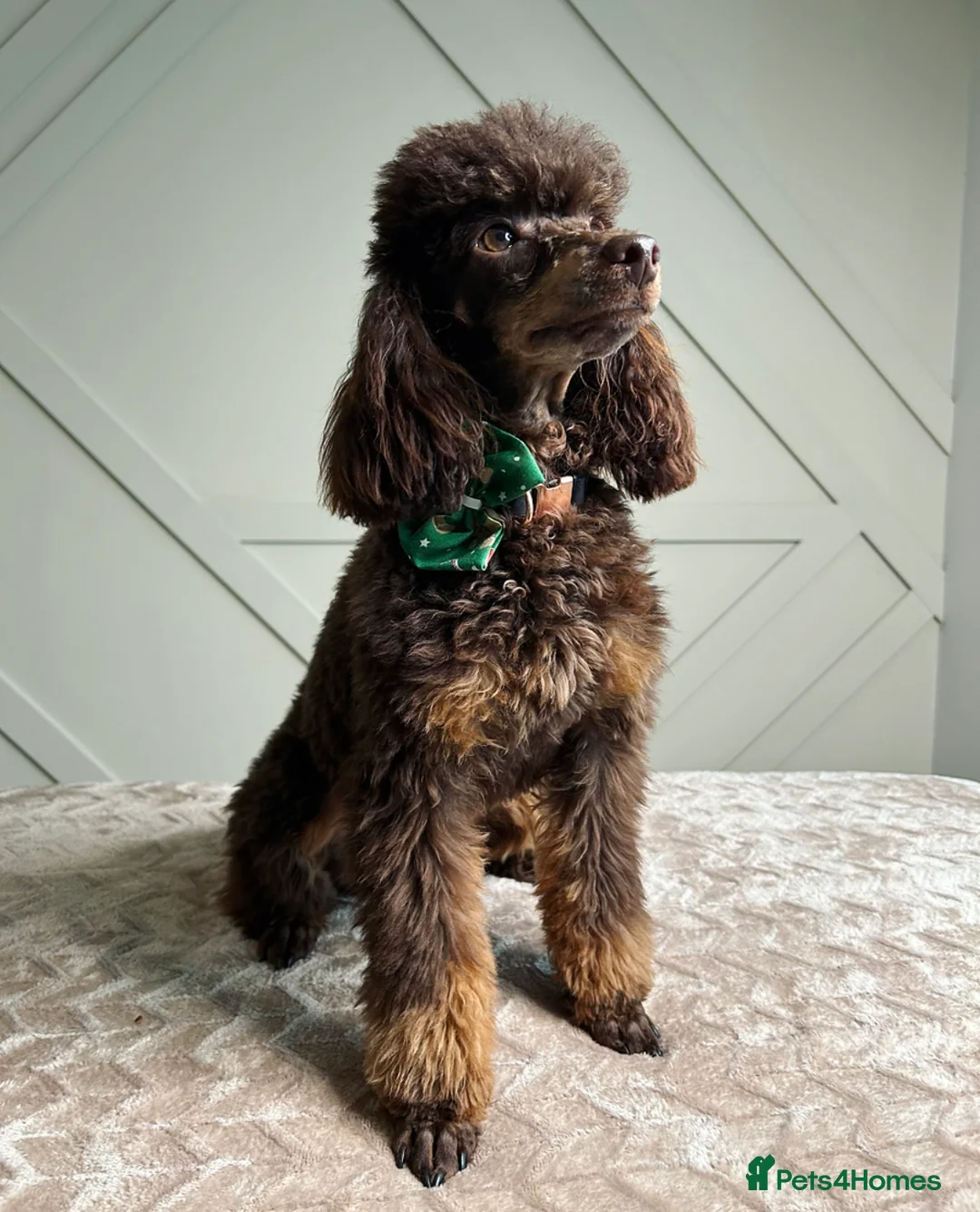 Miniature Poodle dogs for stud: KC TOY CHOCOLATE PHANTOM POODLE in Willenhall - Advert 2