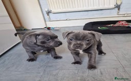 Staffordshire Bull Terrier dogs for sale: KC blue Staffordshire bull terriers - Image 1