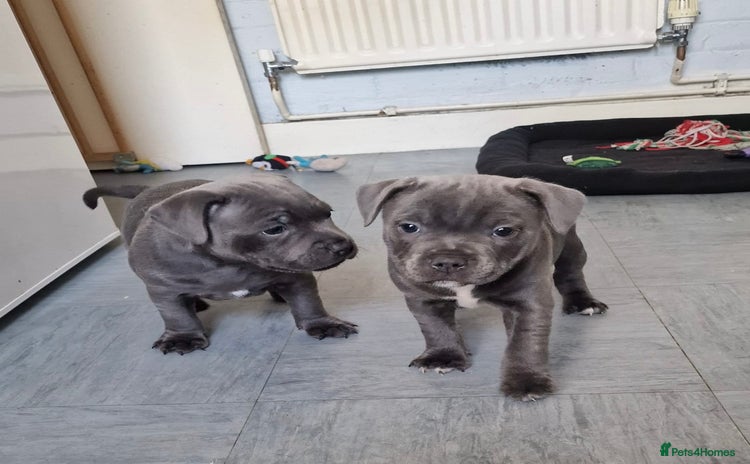 Staffordshire Bull Terrier dogs - Advert 4