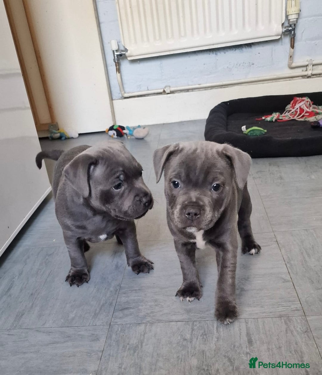 Staffordshire Bull Terrier dogs for sale: KC blue Staffordshire bull terriers - Image 1