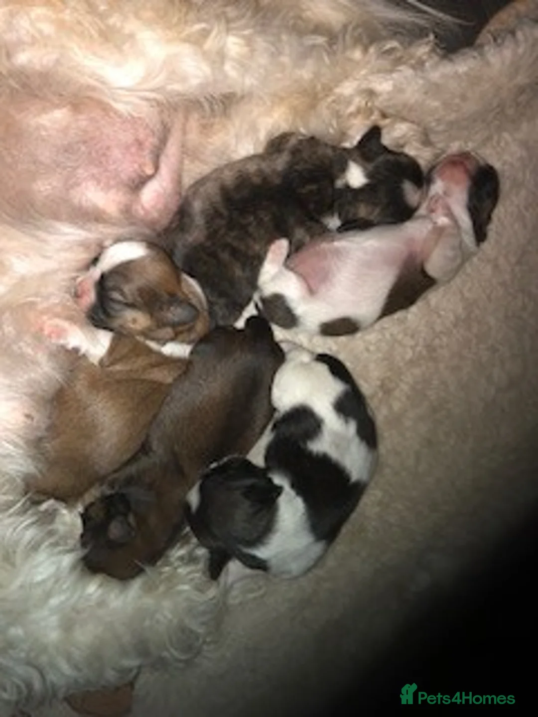 Shih Tzu dogs for stud: KC HARROPINE LUSTY DUSTY FOR STUD ONLY in Bridgend - Advert 10