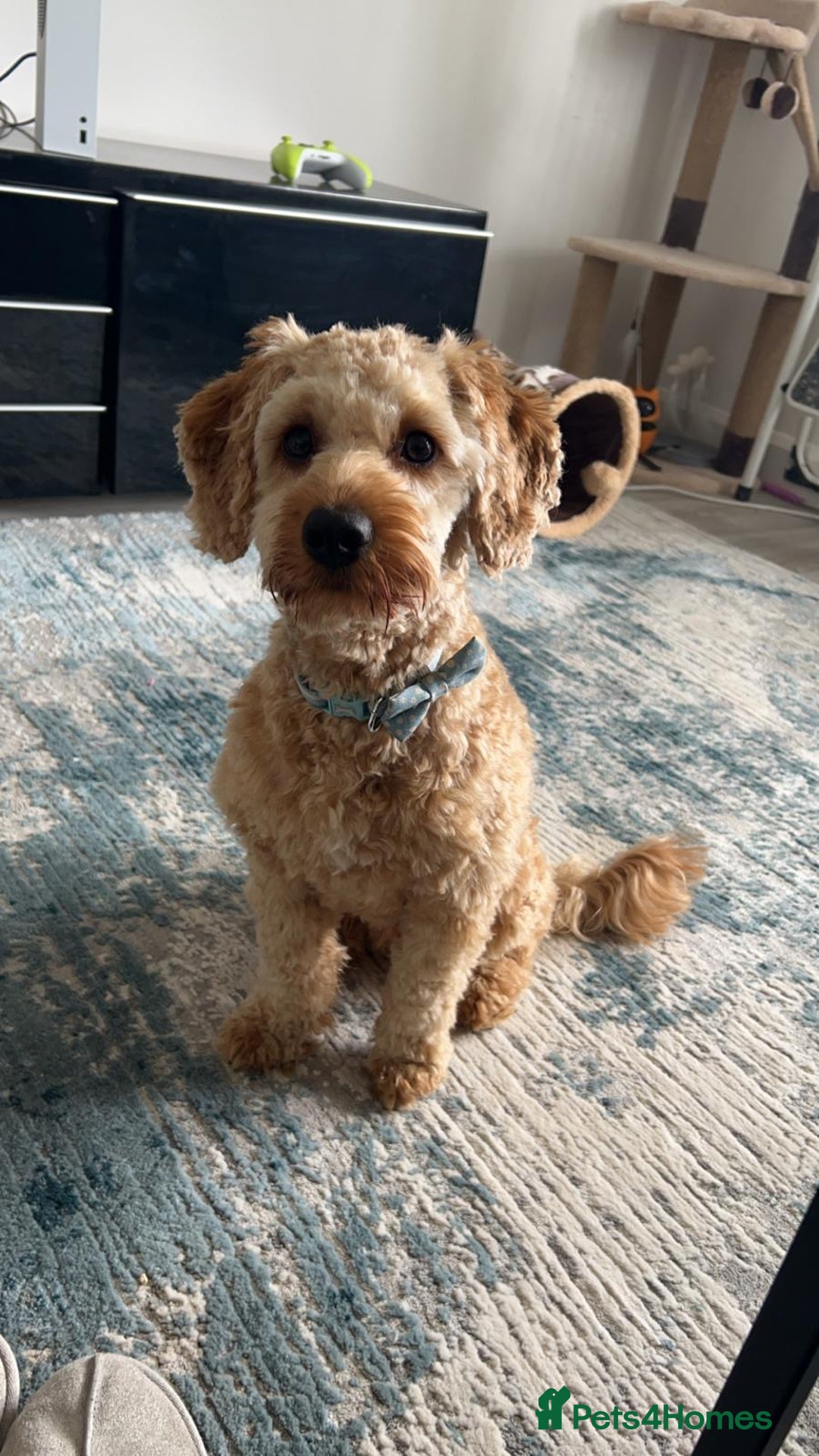 Cockapoo dogs for sale: Cockapoo for sale - Advert 2