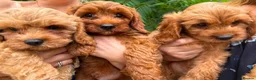 Cavapoo dogs for sale: Adorable F1 Cavapoo boy puppies - Advert 1