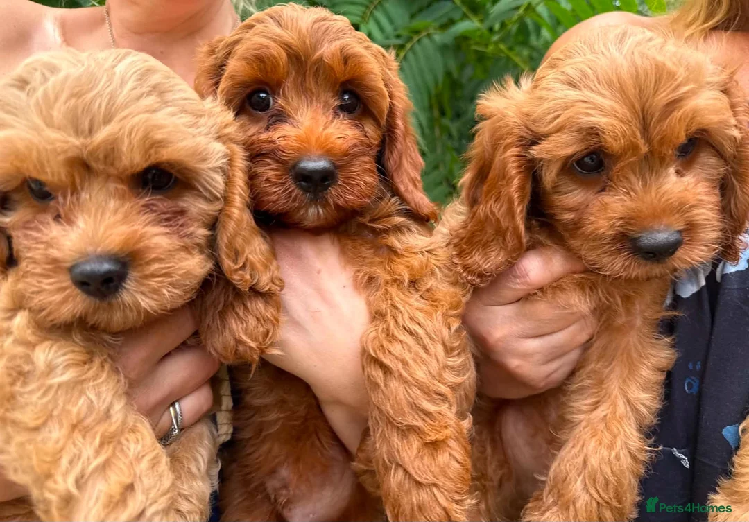 Cavapoo dogs for sale: Adorable F1 Cavapoo boy puppies - Advert 1