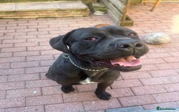 Cane Corso dogs for sale: Cane corso for sale - Image 2