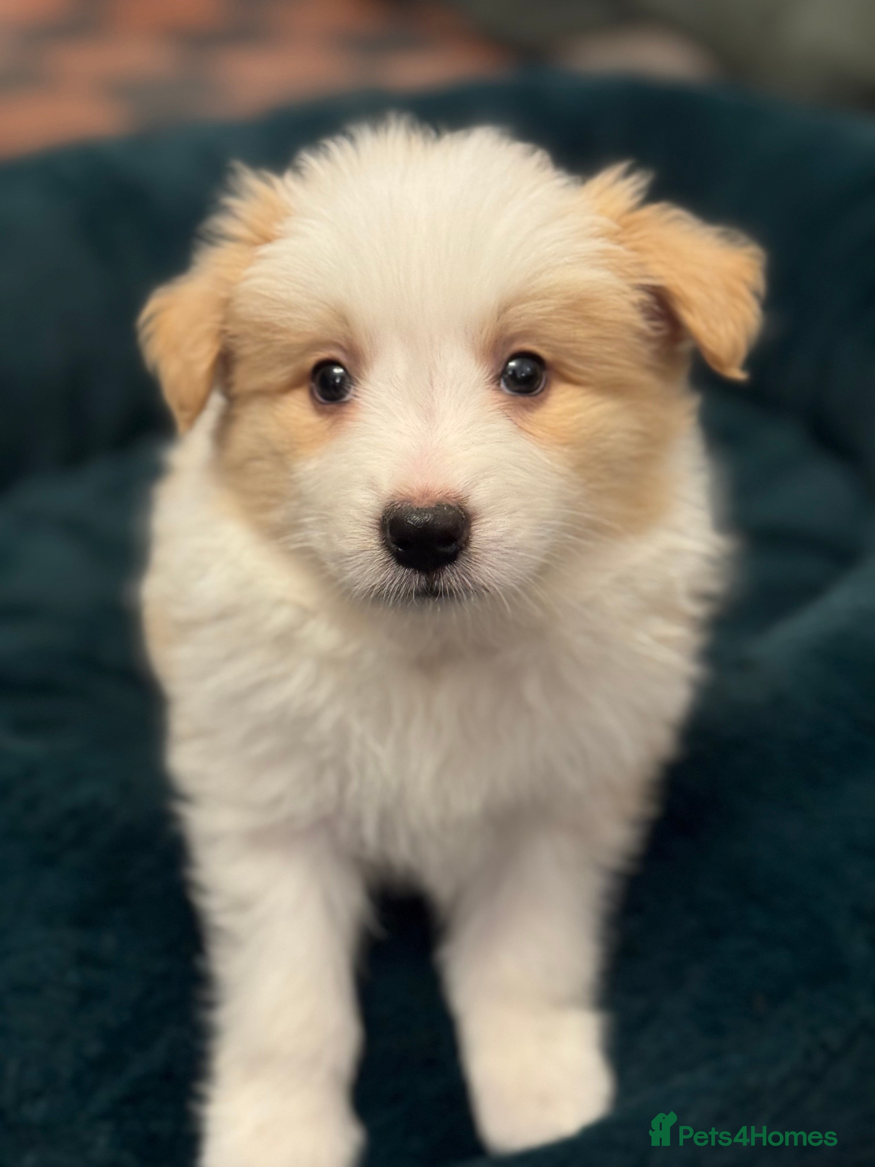 Border Collie dogs Pure Bred Border Collie Puppies For Sale - Advert 11