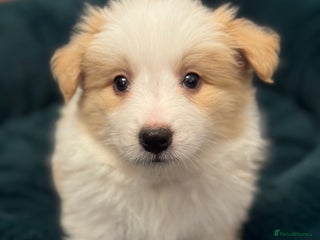 Border Collie dogs Pure Bred Border Collie Puppies For Sale - Advert 6