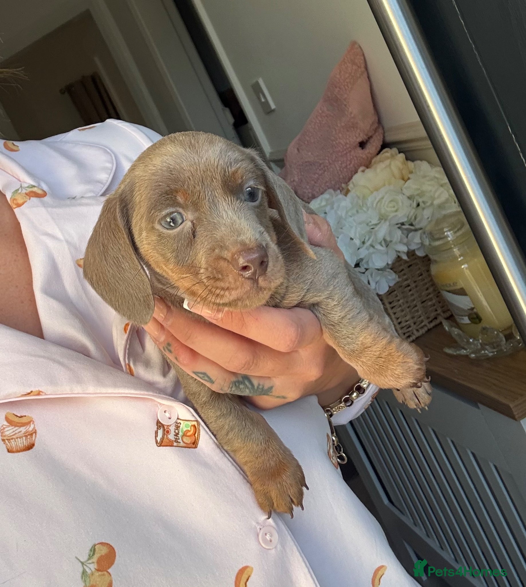 Miniature Dachshund dogs KC reg miniature dachshunds for sale  - Advert 5