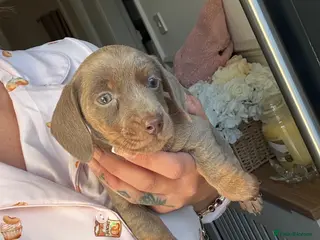 Miniature Dachshund dogs KC reg miniature dachshunds for sale - Advert 5