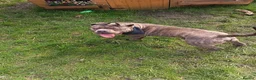 Mixed Breed dogs for sale: Pocket bully x cane corso - Advert 2