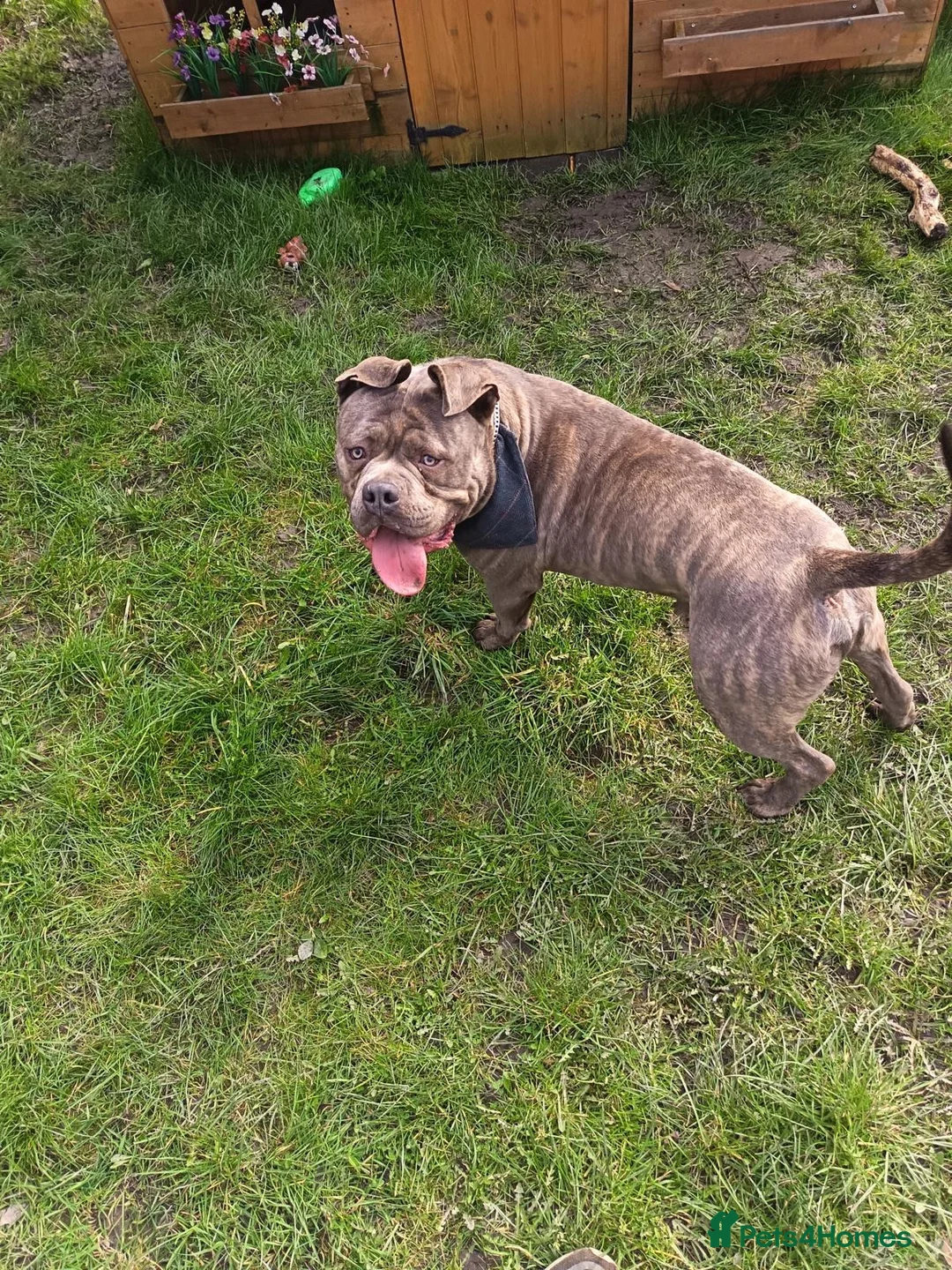 Mixed Breed dogs for sale: Pocket bully x cane corso - Advert 2